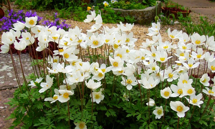 zawilec wielkokwiatowy anemone sylvwstris SADZONKI