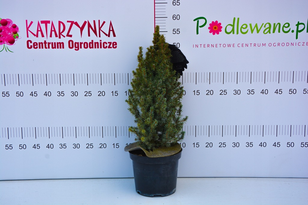 Купить Ель белая 'Sun on the Sky' PBR Picea glauca: отзывы, фото и ...