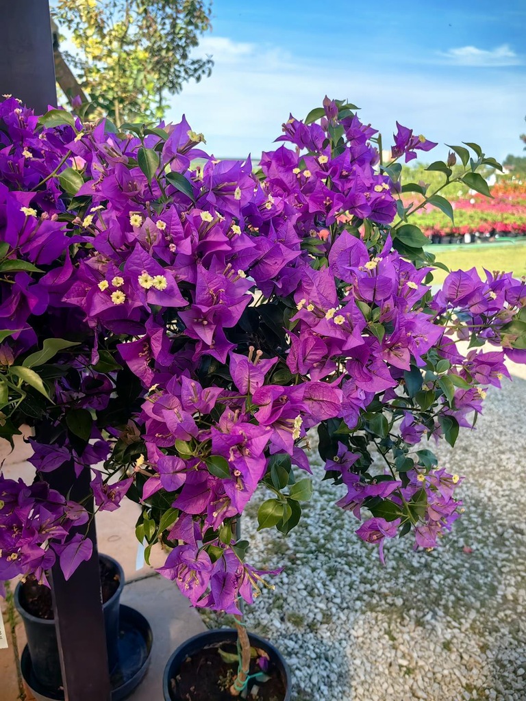 Kącicierń Bugenwilla Bougainvillea cudowna duża fioletowa sadzonka na pniu
