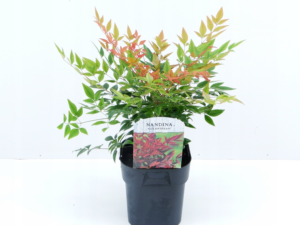 独2LP Embryo (3) La Blama Sparozzi 1028 Schneeball 未開封 /00660 La blama sparozzi - zwischenzonen / embryo -- … | Musica & Video