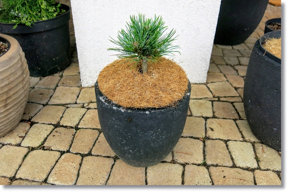 Pinus cembra 'Tamangur' - !!!!!!!!!!!!!!!!!!!!!!