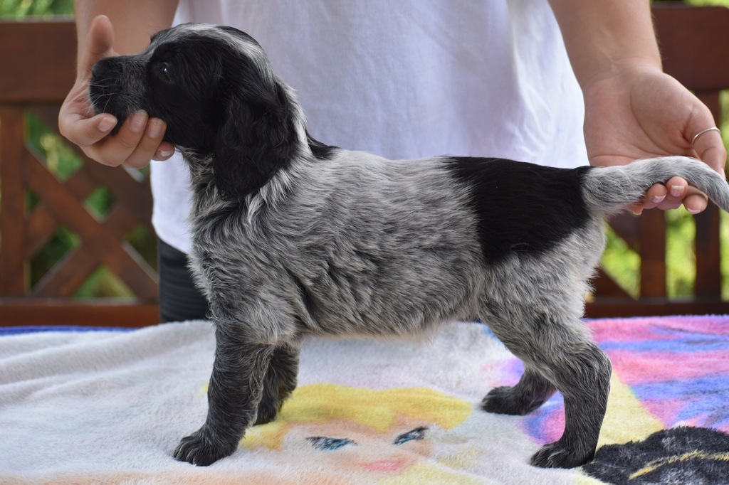 Niebieski spaniel pikardyjski FCI