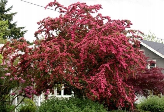 Głóg pośredni PAULS SCARLET PA 90-110cm C2