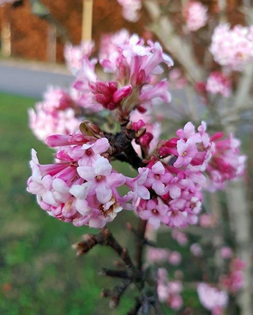 VIBURNUM FARRERI 'DECEMBER DWARF' KALINA WONNA 11882743617