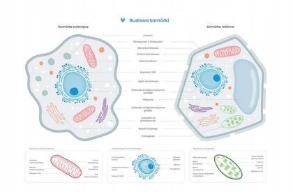 Plakat schemat budowy komórki zwierzęcej i roślin.