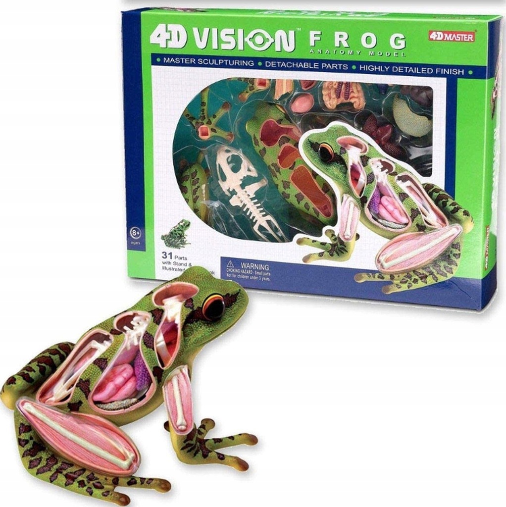 MODEL ANATOMICZNY ŻABY ŻABA 4D VISION MASTER CZĘŚĆ