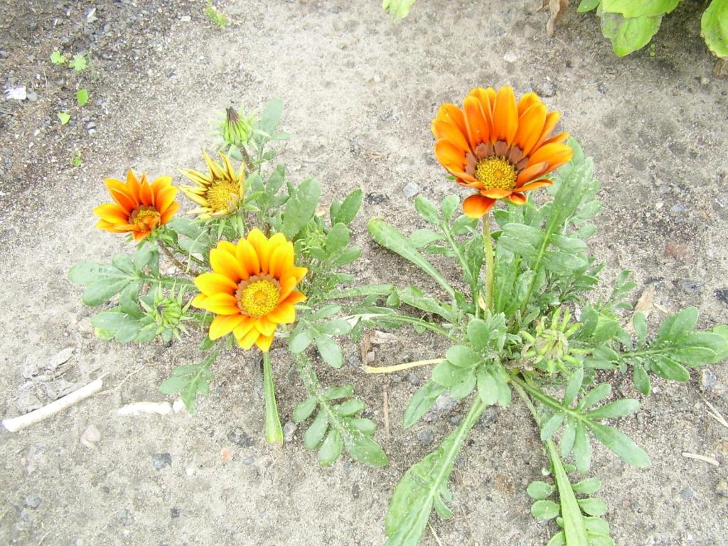 GAZANIA WIELOKWIATOWA 50 NASION