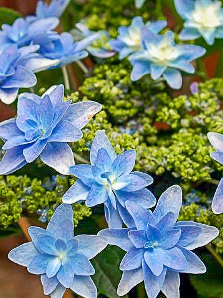 NOWOŚĆ! NIESAMOWITA HORTENSJA NIEBIESKA FIREWORKS BLUE SADZONKA XL