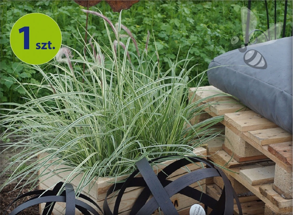 Pennisetum Sky Rocket 6 sztuk