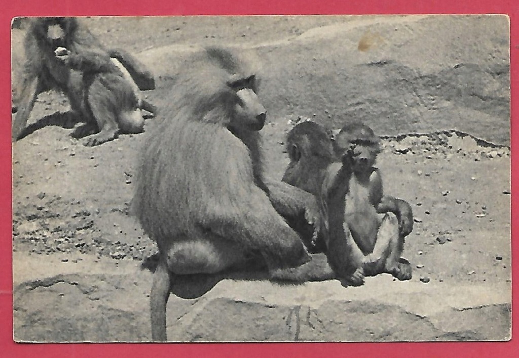 Małpa małpy zoo ogród zoologiczny stara pocztówka