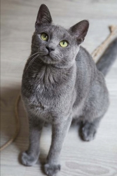 Russian blue hotsell cat cena