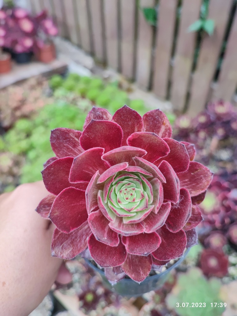 Aeonium Firefox unikat