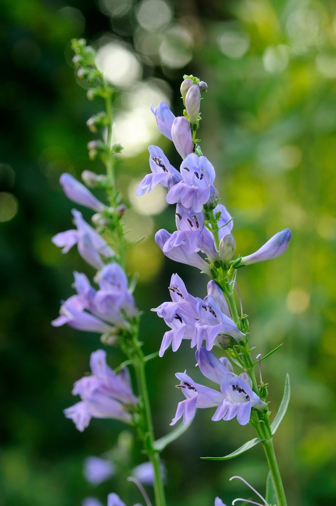 Penstemon strictus