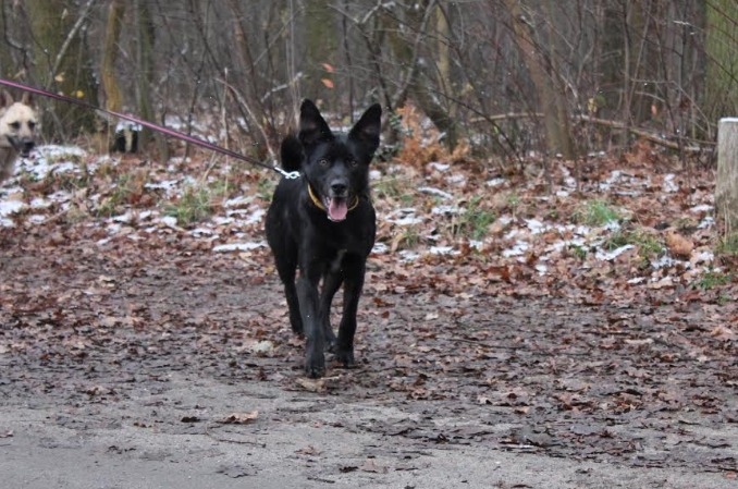 Spacer z pieskami ze schroniska