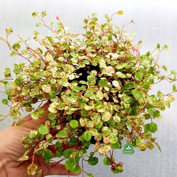 MUHLENBEKIA COMPLEXA VARIEGATA "Minero" (don 10cm)