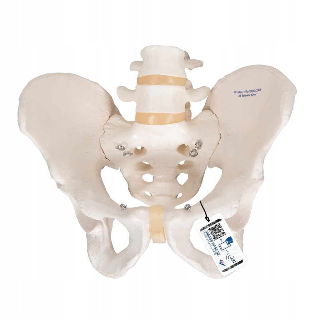 MODEL MIEDNICY MĘSKIEJ