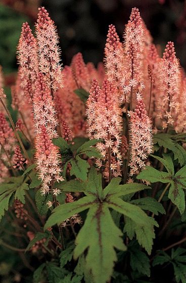 TIARELLA PINK SKYROCKET Doniczka P11 DŁUGO KWITNIE