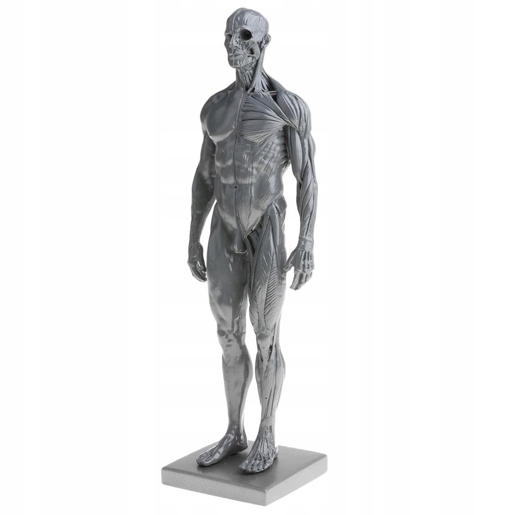 30cm męski model anatomiczny z żywicy
