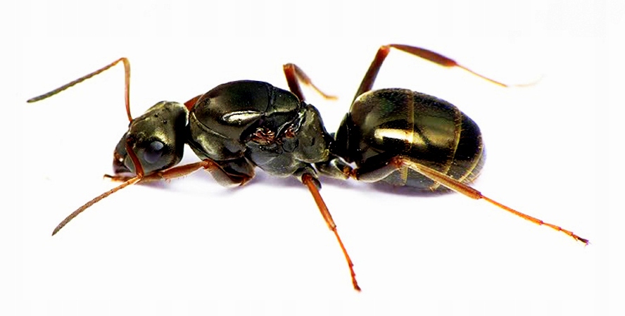 Mrówki Formica fusca - Q 2020 + potomstwo
