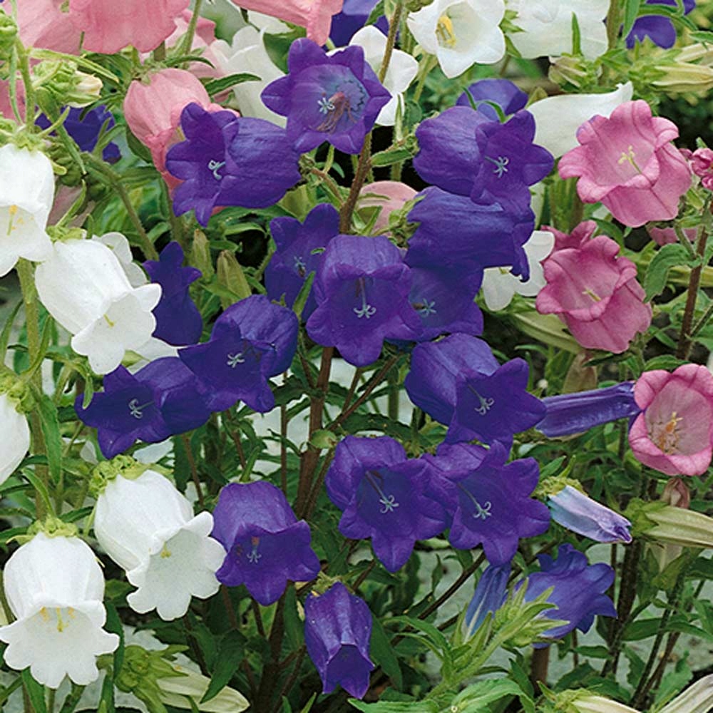 Dzwonek ogrodowy pojedynczy, Campanula medium