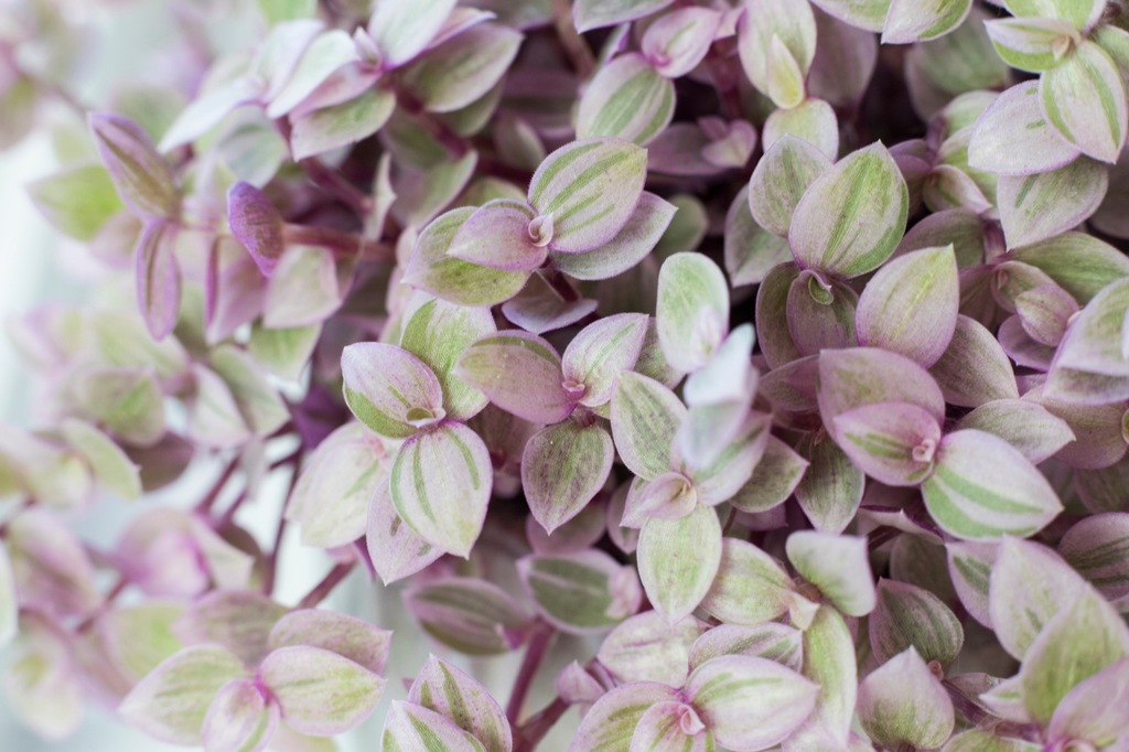 Купить Смузына PINK LADY шаровидная PINK Callisia Rosata: отзывы, фото, характеристики в интерне-магазине Aredi.ru