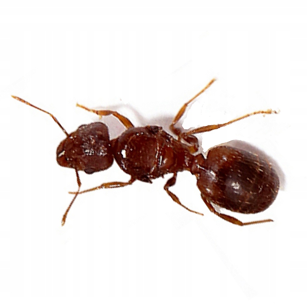 Mrówki Pheidole yeensis 20-50 robotnic