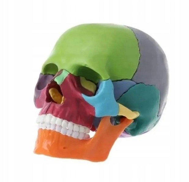 Model anatomiczny czaszka dydaktyczna 15sztuk 1: 2