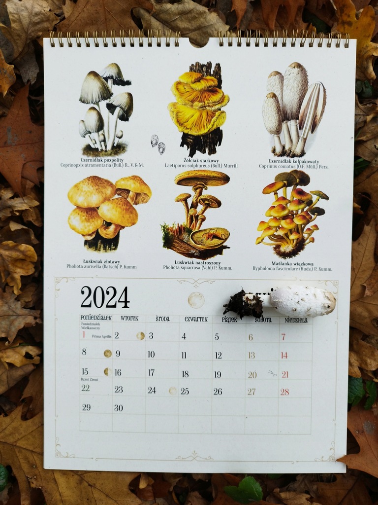 Wiszący kalendarz zbioru grzybów leczniczych 2024 – spiralowany 14 kart