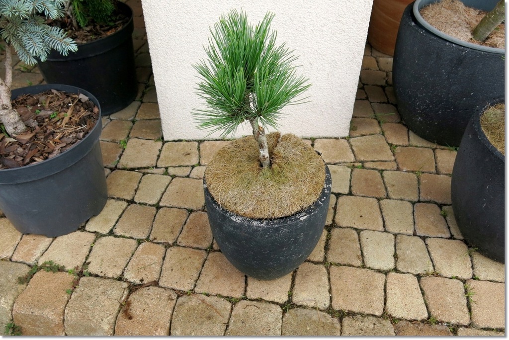 Pinus peuce Hanzel - Rarytas !!!