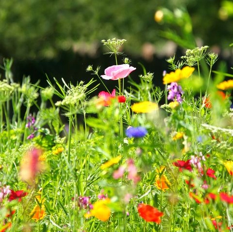 ŁĄKA PEŁNA KWIATÓW ŁĄKA KWIETNA KWIATOWA - MIX ODM