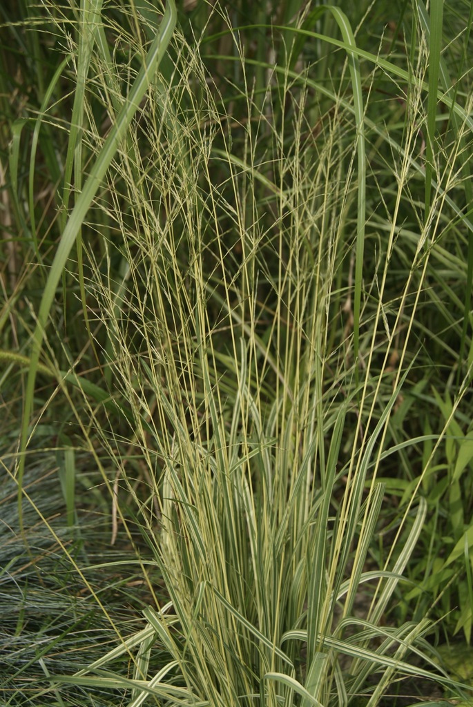 Trzęślica modra Molinia caerula 'Variegata'