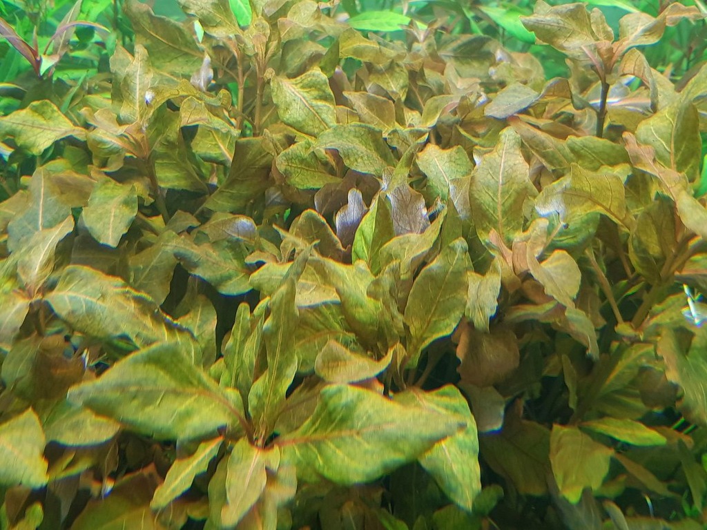 HYGROPHILA BOLD - hodowla podwodna