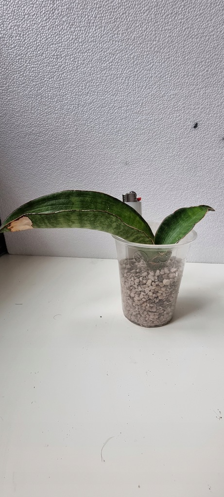 Sansewieria Sansevieria Malawi Bat Variegata White