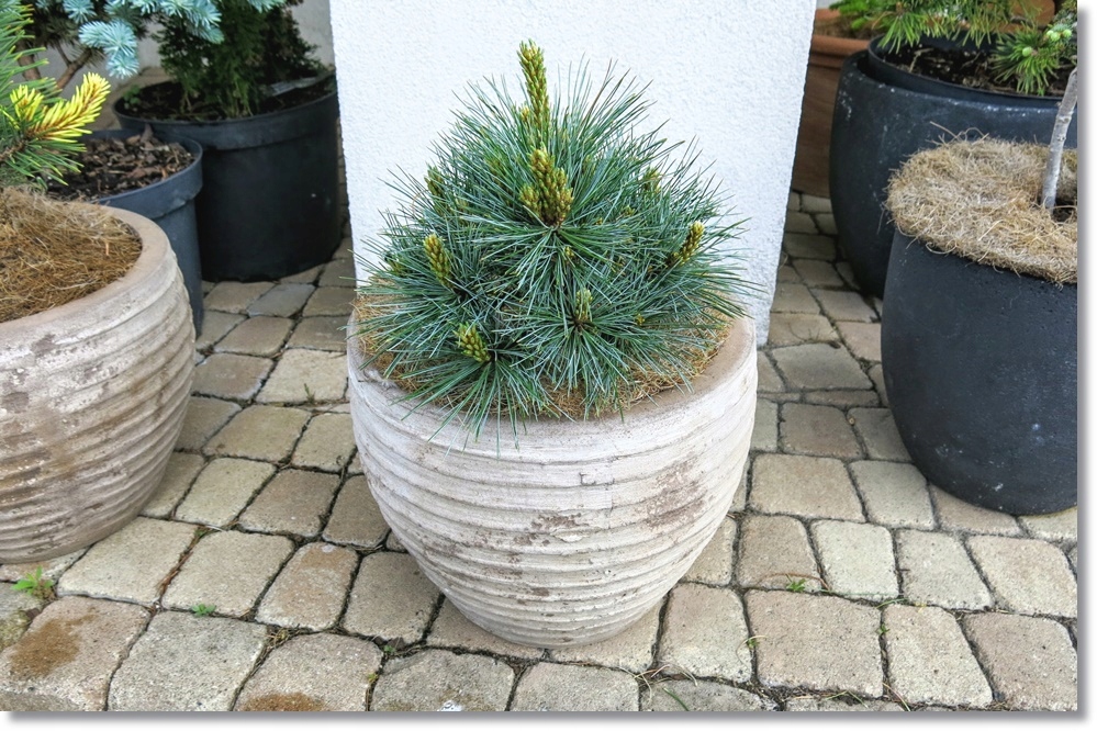 Pinus strobiformis 'Loma Linda' - !!!