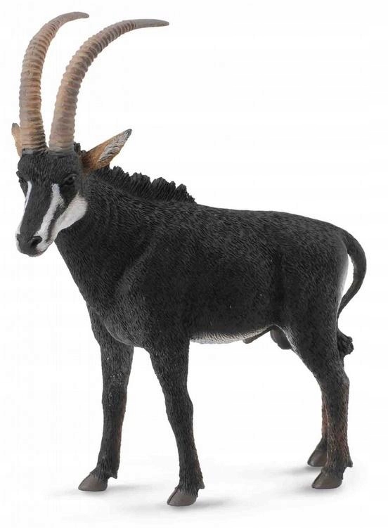 ANTYLOPA OLBRZYMIA - SAMIEC