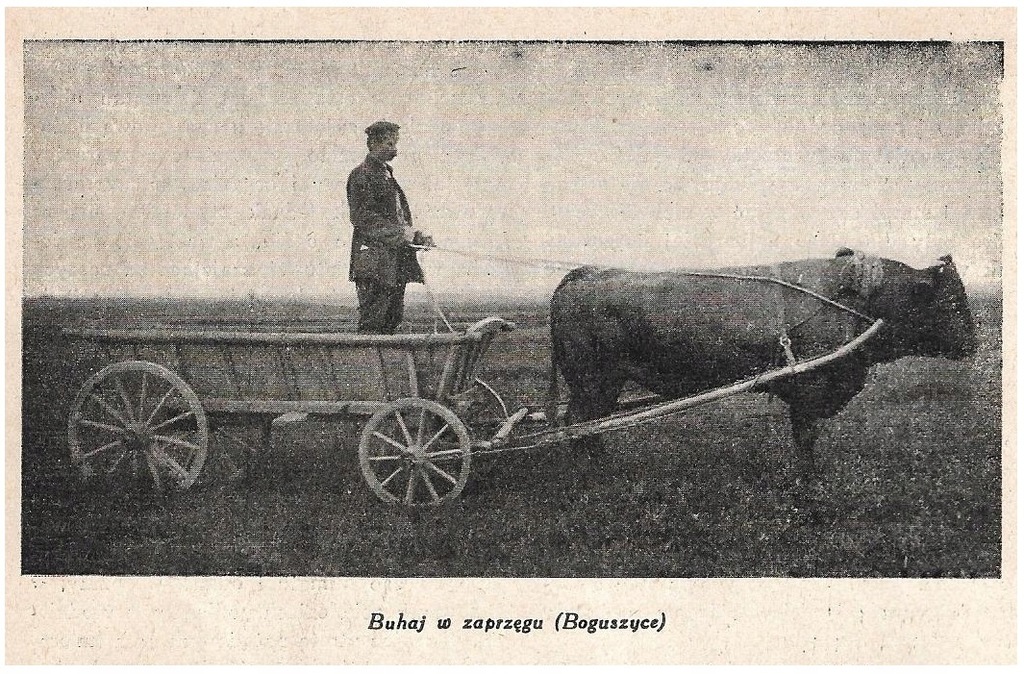 BOGUSZYCE pow ŁOMŻA KOBIERNICE gm PORĄBKA HODOWLA