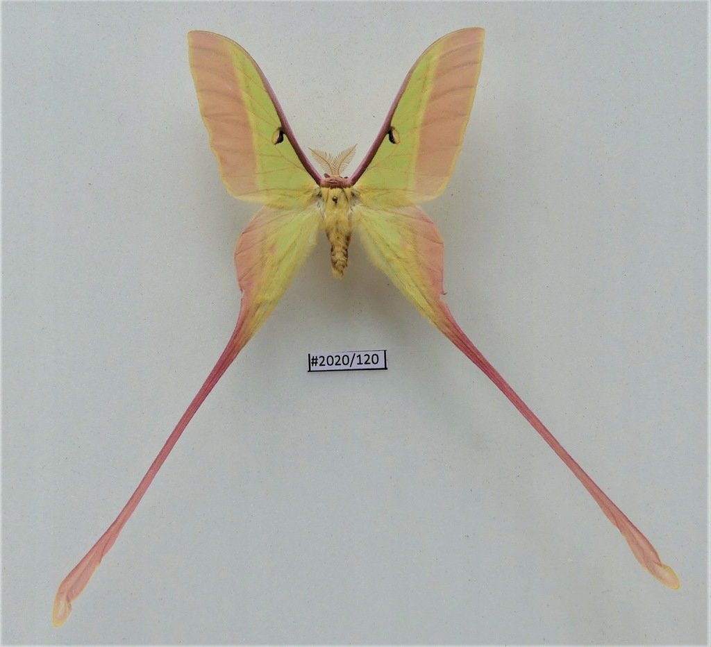 Motyl Actias dubernardi 71mm samiec.