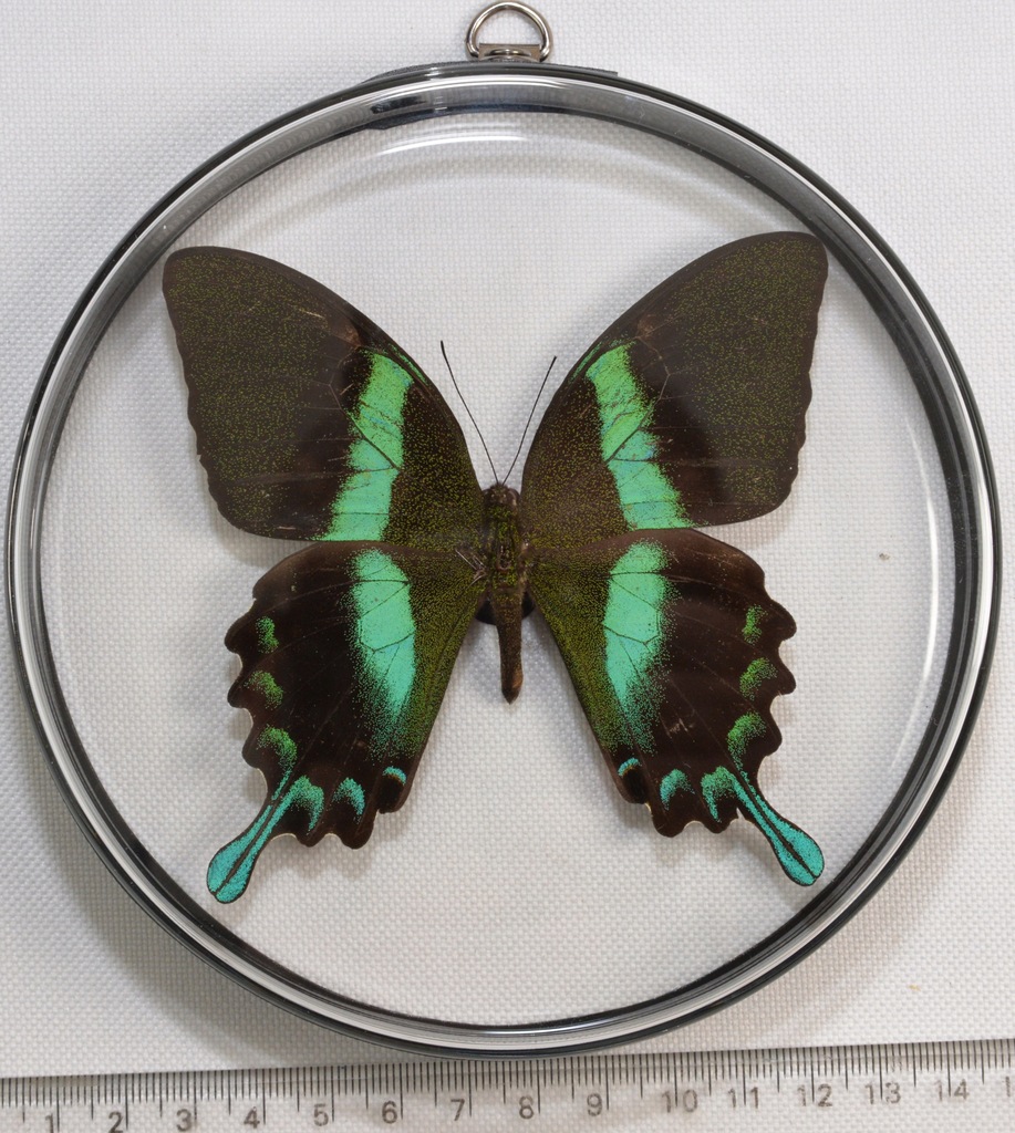 Gablotka PBX3 dwustronna z motylem Papilio blumei