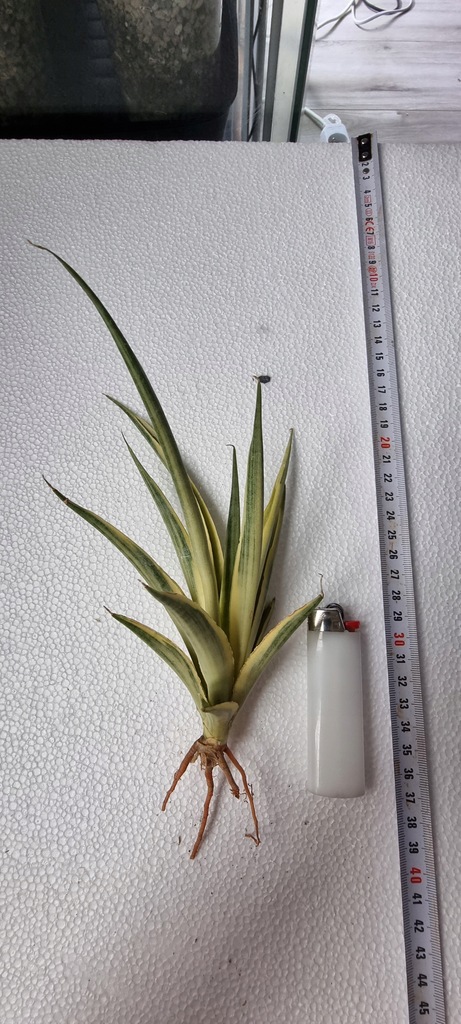 Sansewieria Sansevieria Graciliss Thailand variegata