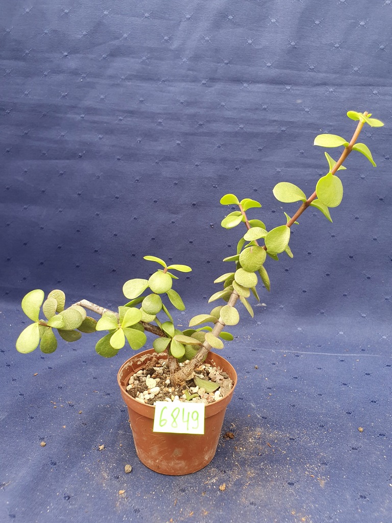 Portulacaria afra 6849p - PS4704W