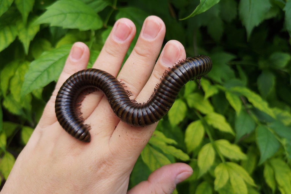 Spirostreptus gregorius Krocionóg / Wije
