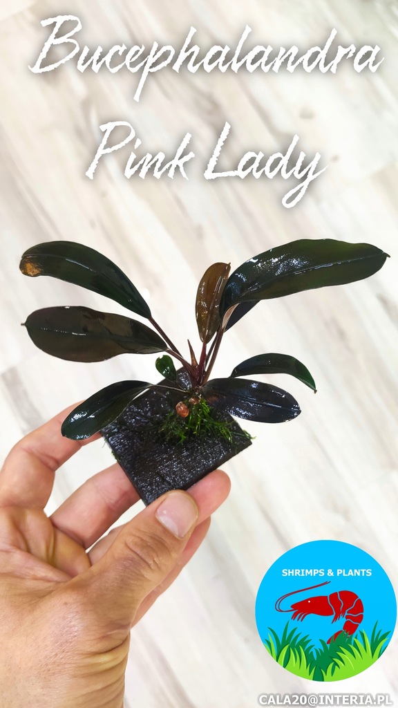 Bucephalandra Pink lady Rarytas