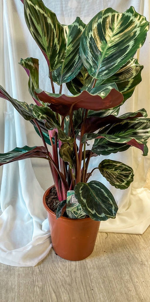 Calathea Medallion Kalatea Tropikalna XXL Duża !!
