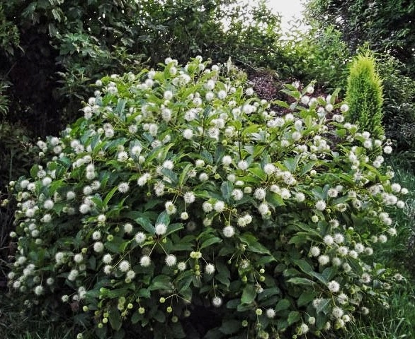 CEPHALANTHUS O. 'FIBER OPTICS' | GUZIKOWIEC ZACHOD