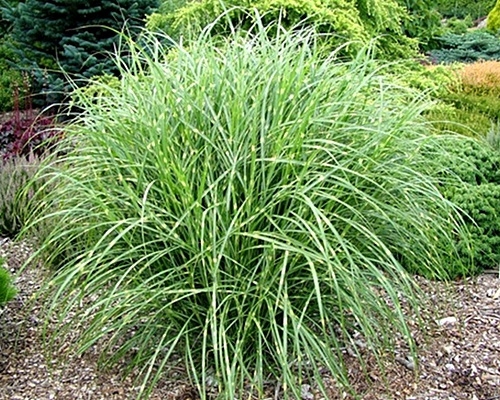 MINI MISKANT LITTLE ZEBRA Miscanthus sinensis W PASKI SADZONKA P9