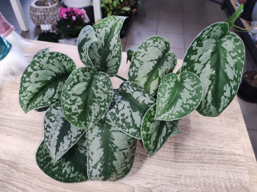 Scindapsus pictus 'Trebie' pstry GRATIS heat pack