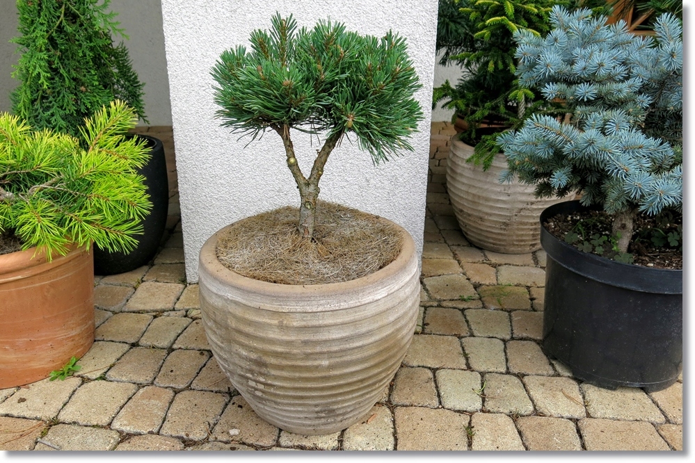 Pinus sylvestris 'Frensham' - Rarytas !!!