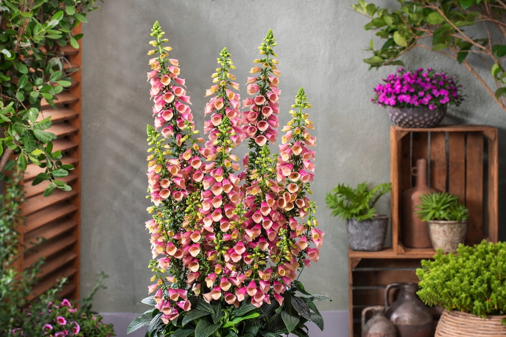 WIELOLETNIA Naparstnica Arctic Fox Rose Digitalis 11915131783 oficjalne archiwum Allegro