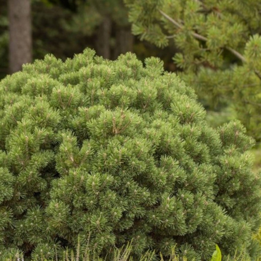 Sosna gęstokwiatowa Low Glow 12440639459 oficjalne archiwum Allegro