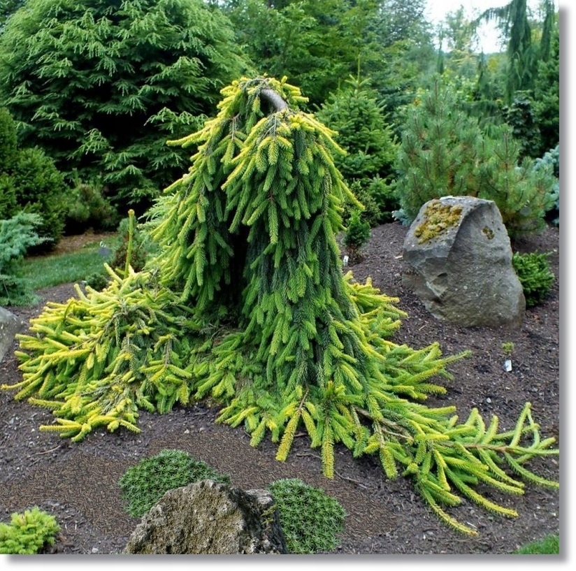 Picea abies Gold Drift - promocja !!!